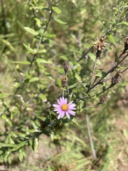 Athrixia phylicoides