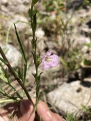 Agalinis communis
