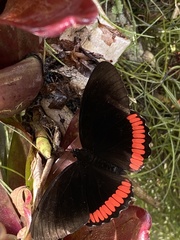 Biblis hyperia