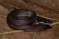 Leiopython fredparkeri