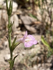 Agalinis communis