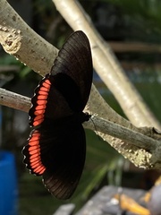 Biblis hyperia