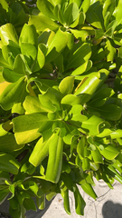 Scaevola taccada