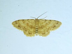 Scopula confinaria