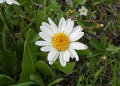 Wyethia helianthoides