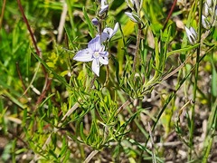 Veronica multifida
