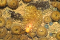 Spurilla braziliana