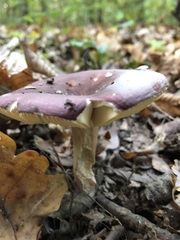 Russula xerampelina