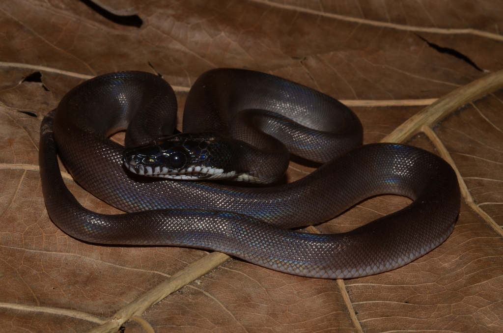 Karimui Basin White-Lipped Python