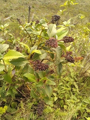Palicourea rigida