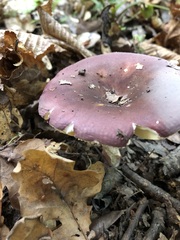 Russula xerampelina