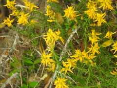 Genista hirsuta