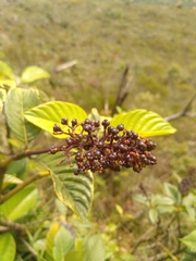 Palicourea rigida