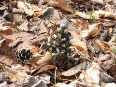 Obolaria virginica