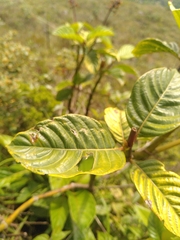 Palicourea rigida