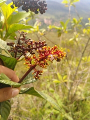 Palicourea rigida