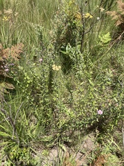 Athrixia phylicoides