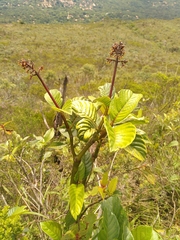 Palicourea rigida