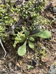 Cistanthe maritima
