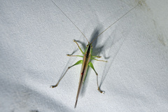 Conocephalus maculatus