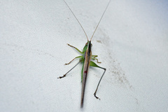 Conocephalus maculatus