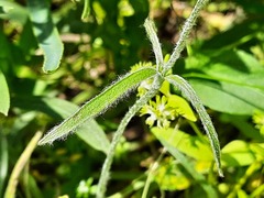 Ranunculus illyricus