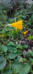 Narcissus obesus