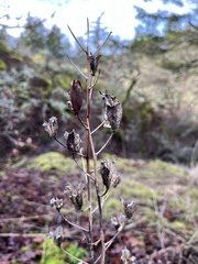 Camassia leichtlinii