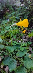 Narcissus obesus