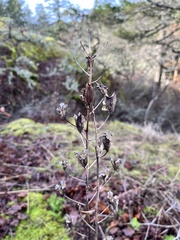 Camassia leichtlinii