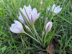 Crocus laevigatus