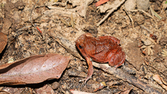 Physalaemus nattereri