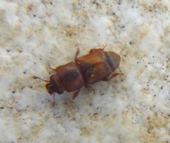 Carpophilus