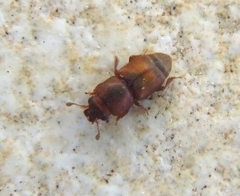 Carpophilus