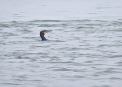 Phalacrocorax carbo image