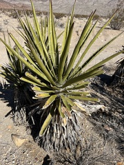 Yucca schidigera