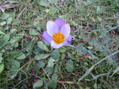 Crocus nivalis