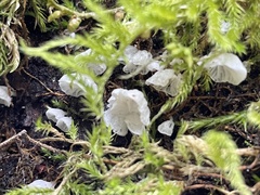 Marasmiellus candidus