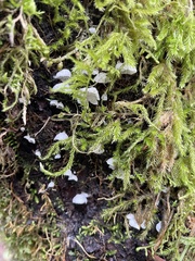 Marasmiellus candidus