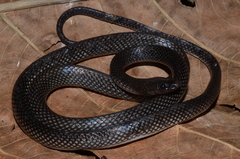 Stegonotus reticulatus