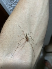 Scytodes globula