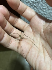 Scytodes globula