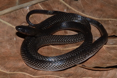 Stegonotus reticulatus