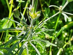 Geranium linearilobum