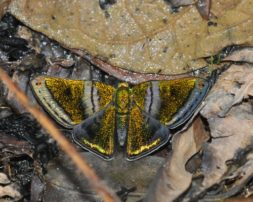 Orange-edged greenmark