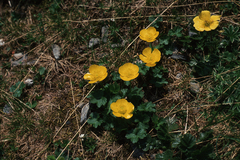 Ranunculus gouanii