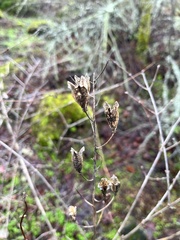 Camassia leichtlinii