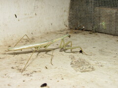 Coptopteryx argentina