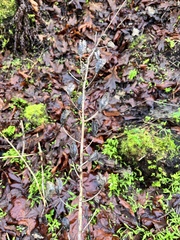 Camassia leichtlinii