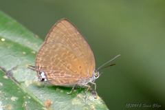 Arhopala